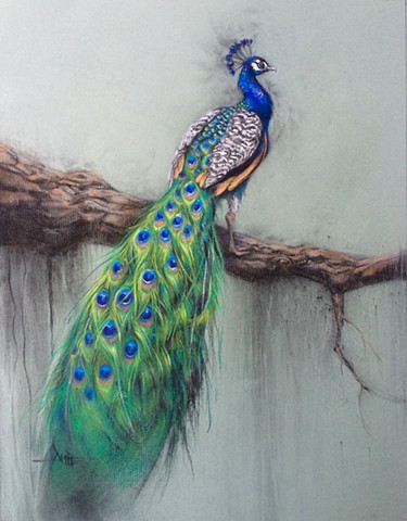 peacock bird exotic aimee kuester pastel charcoal art drawing beautiful rainbow feathers colors 