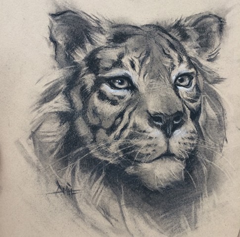 tiger aimee kuester drawing charcoal pastel tigers big cats wildlife feline stripes for sale 