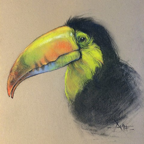 toucan bird exotic colorful aimee kuester drawing charcoal pastel birds fine art 