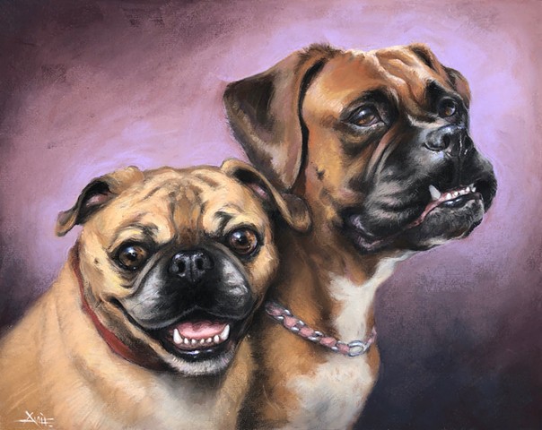 aimee kuester animal charcoal pastel for sale drawing art artwork pug dog life pet portrait heaven angel afterlife dog puppy pup boxer pug pet wings angelic custom dog lover regal beautiful animals beautiful for sale aimee portrait dog 
