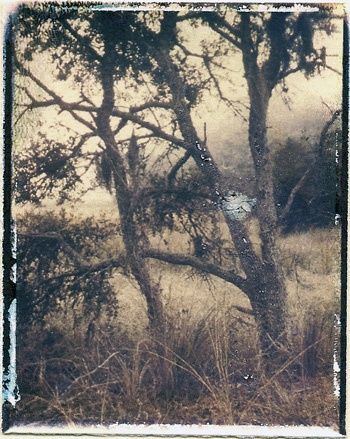 Marsh Trees
