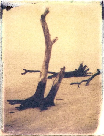 Driftwood