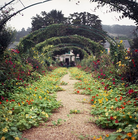 Nasturtiums in Monet's Garden, Giverny, France