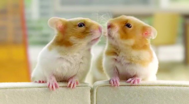 Netflix 'Hamsters' 