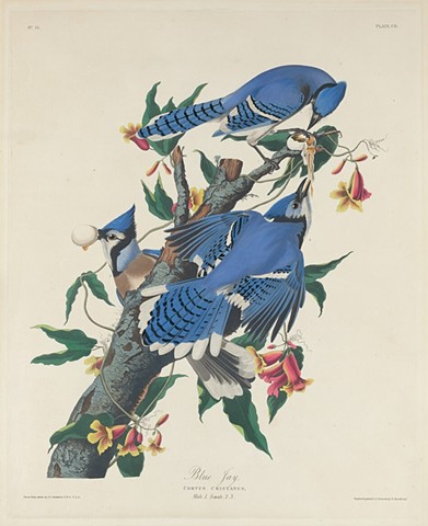 The Rooster