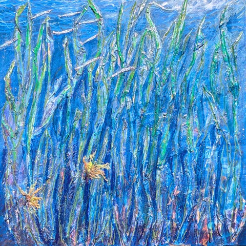 seagrass sand eels clean water