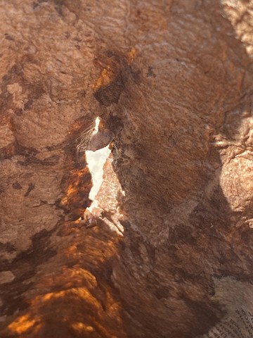 Heart of a Tree, Interior View Tree #3 (Maquette)