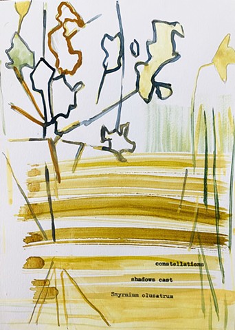 Smynrium olusatrum