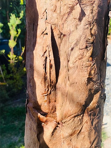 Heart of a Tree (Exterior) Tree #2