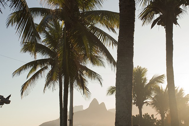 Palm Trees- Rio