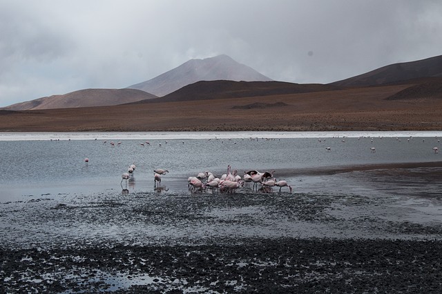 Salar de Uni