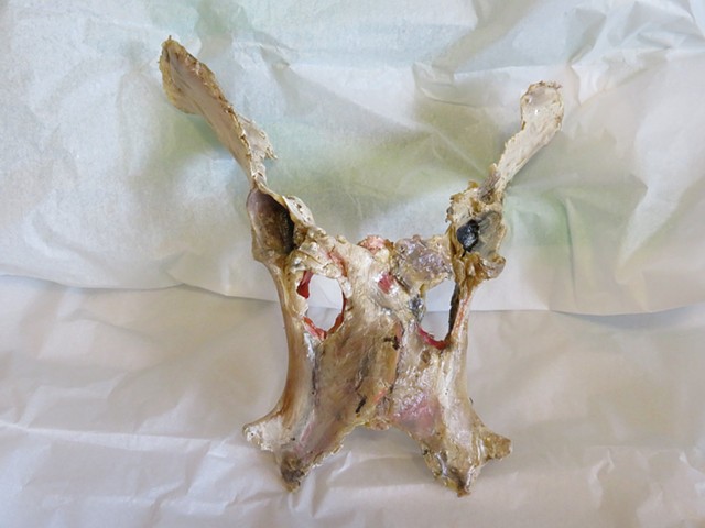 Cow pelvis