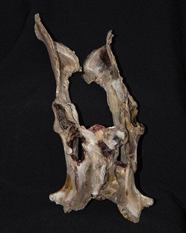 Deer Pelvis