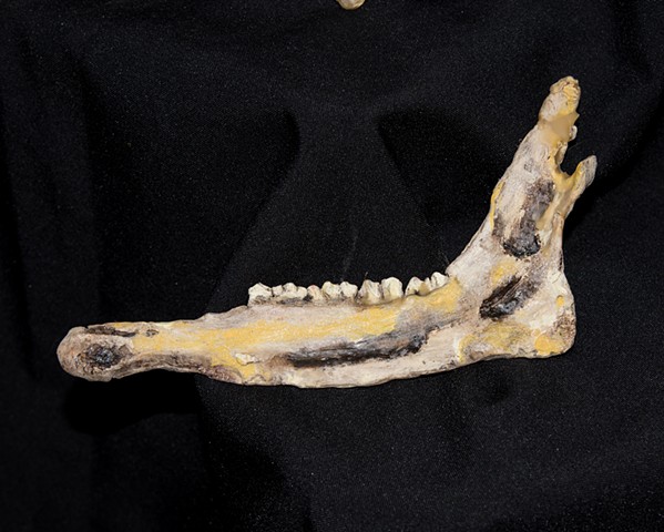 Deer Jaw