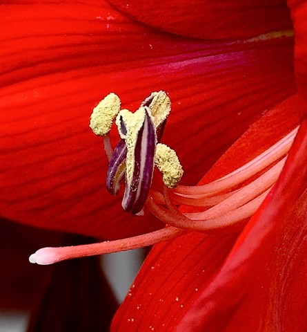 Amaryllis