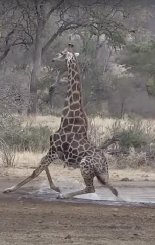 Why cannot giraffes fall?