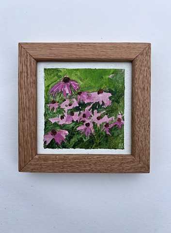 Echinacea