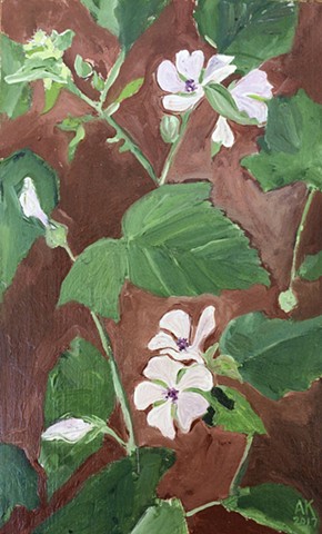 Marshmallow (Althaea officinalis)