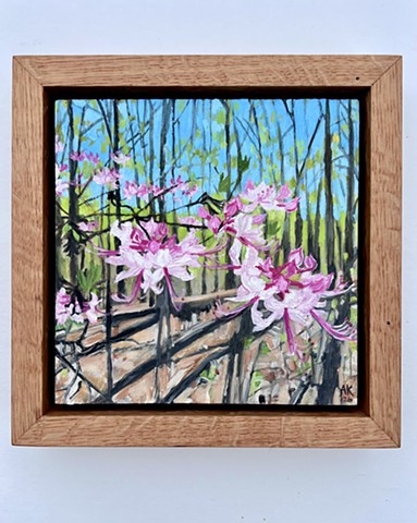 Pinxterbloom Azalea 