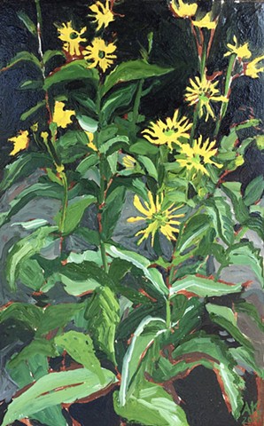 Carpenter's Cup Plant 