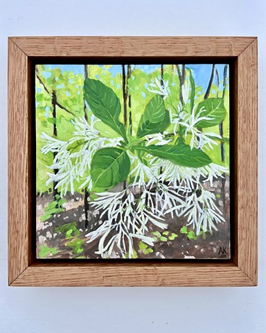 Fringe Tree 