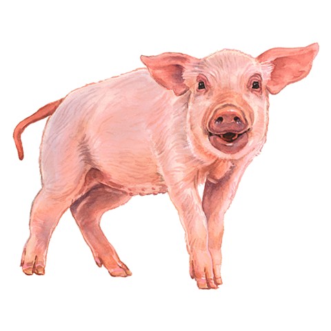 SR Pig