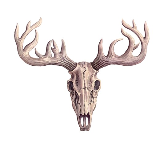 SR Deer Skull