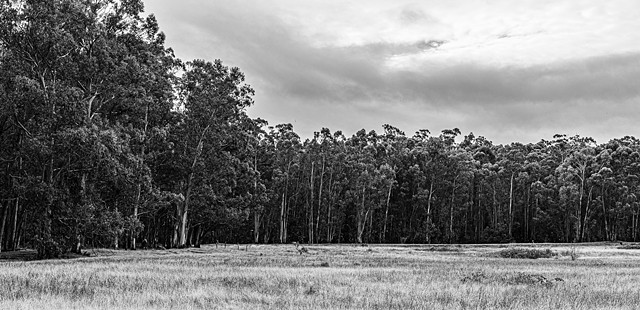 Eucalyptus Grove, Point Pinole