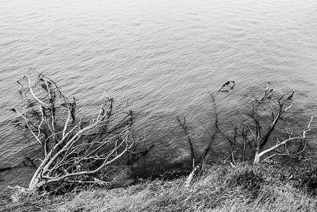 Fallen Eucalyptus, Point Pinole