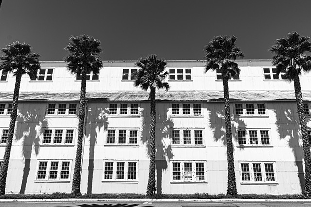 Palm Trees, Mare Island