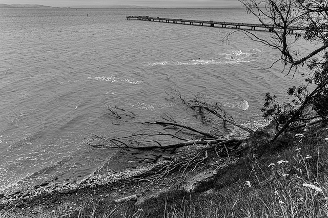 Fallen Eucalyptus and Pier, Point Pinole