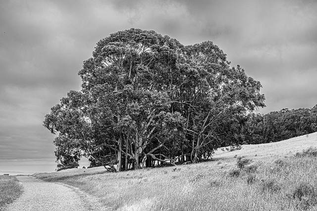 Eucalyptus, Point Pinole