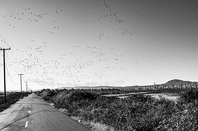 Geese, Antioch Bridge, Mt. Diablo from Sherman Island