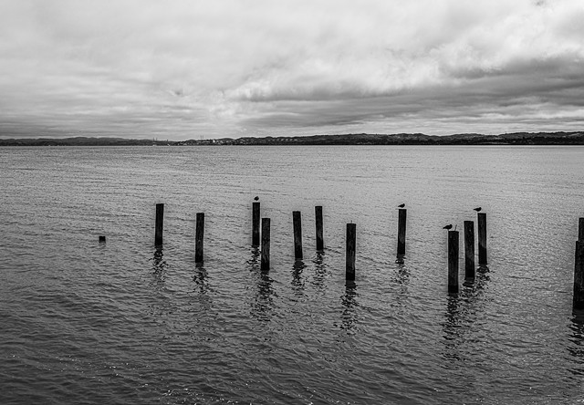 Birds on Pier Ruins, Point Pinole