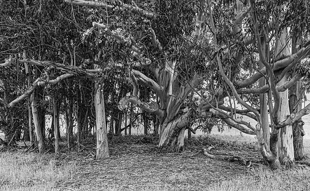 Eucalyptus, Point Pinole