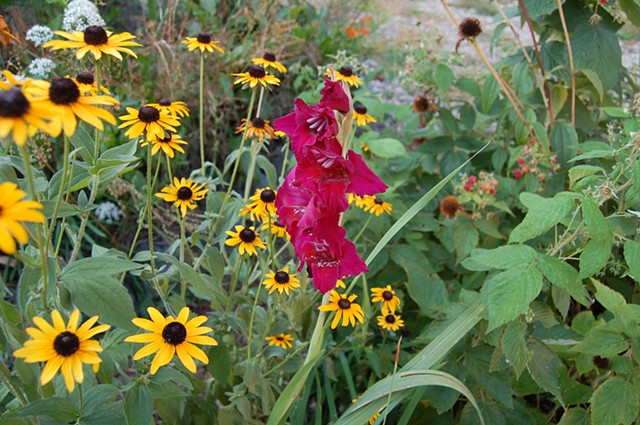 Gladiolas