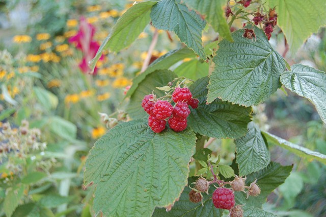 Everbearing raspberries