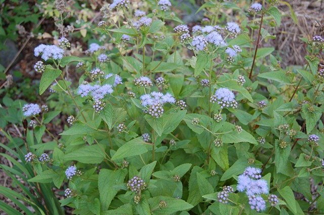 Blue mistflower