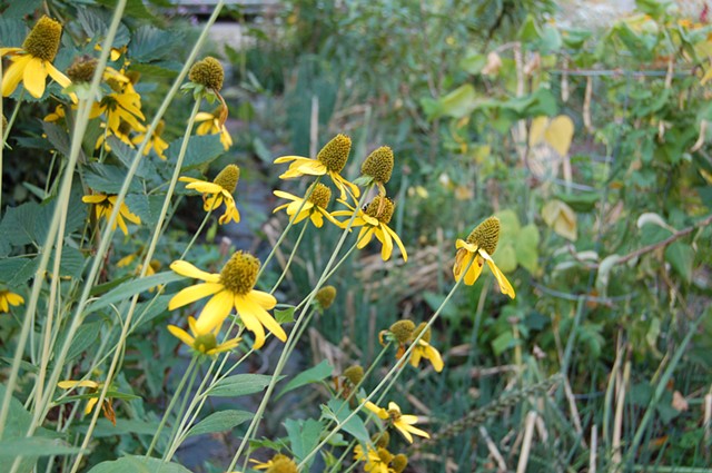 Cutleaf coneflower