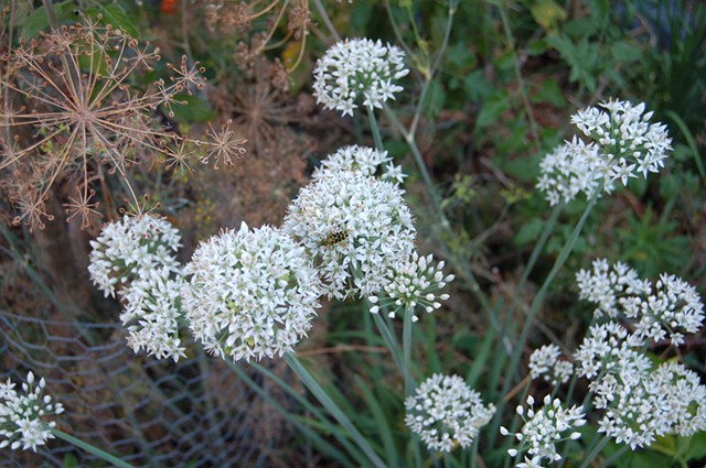 Garlic chives