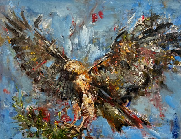 Motion Study Red-Tailed Hawk 