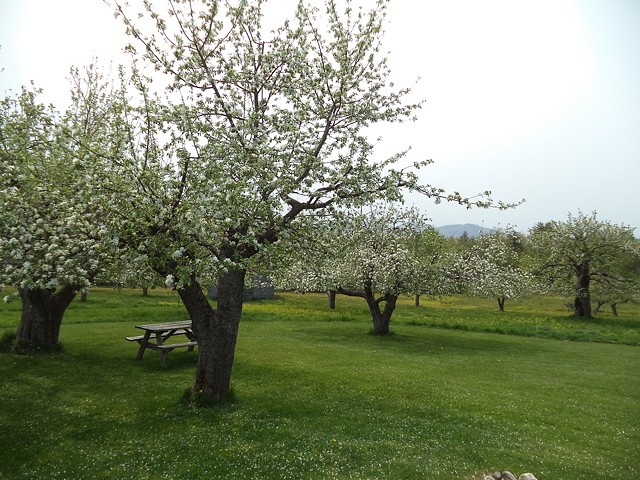 Orchard & Blossoms