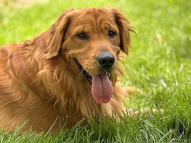 Pet Portraits - Weller