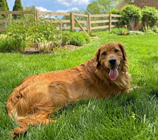 Pet Portraits - Weller