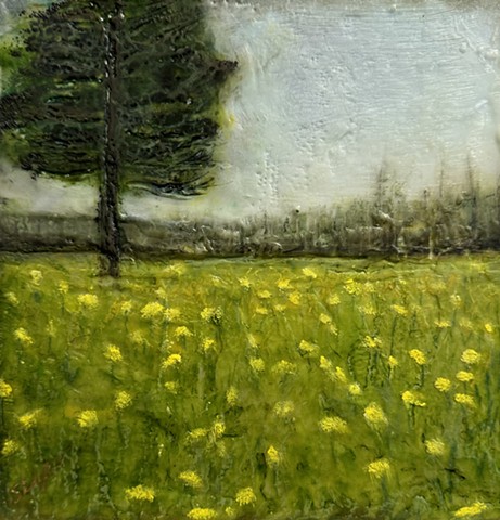 Dandelion Field