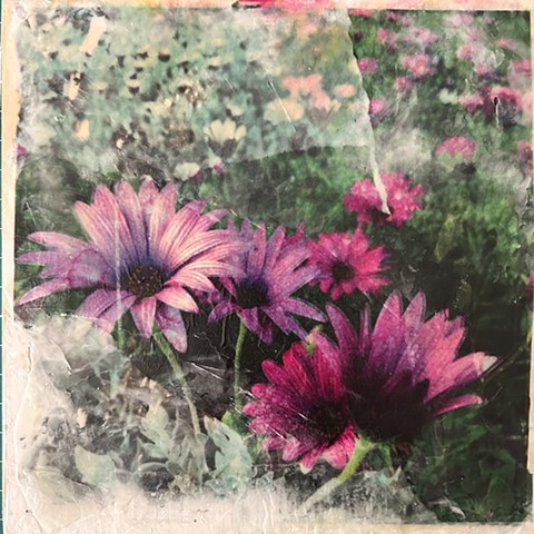 Purple Flowers