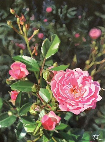 Single Pink Rose