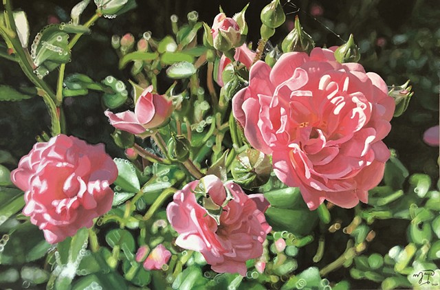 Multiple Pink Roses