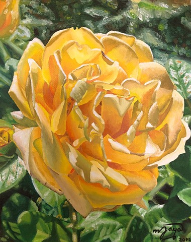 Yellow Rose 