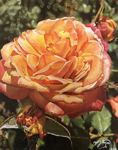Peach Rose